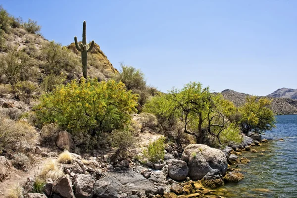 亚利桑那州萨瓜罗湖 — 图库照片