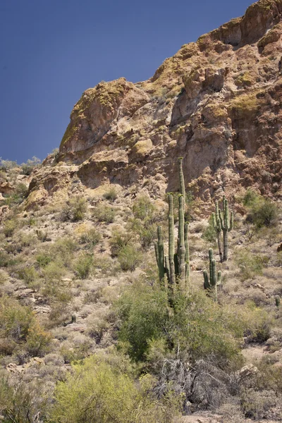 Desierto de arizona — Foto de Stock
