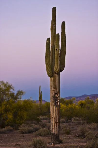 Vysoký kaktus při západu slunce — Stock fotografie