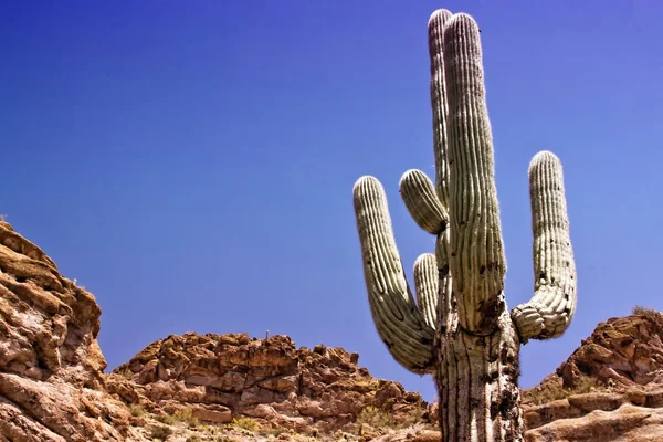 Pustynia Arizona — Zdjęcie stockowe