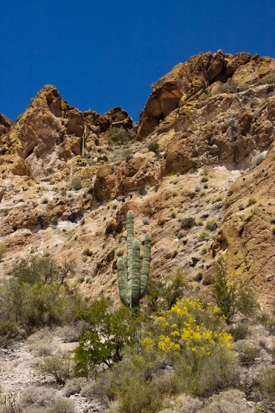 Desierto de arizona — Foto de Stock