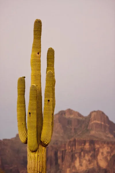 Cactus alto al tramonto — Foto Stock