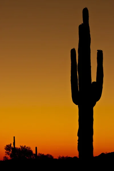 日没時の背の高いサボテン — ストック写真