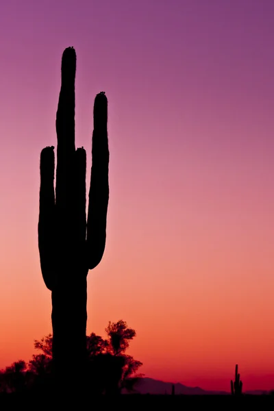 Gün batımında uzun boylu kaktüs — Stok fotoğraf