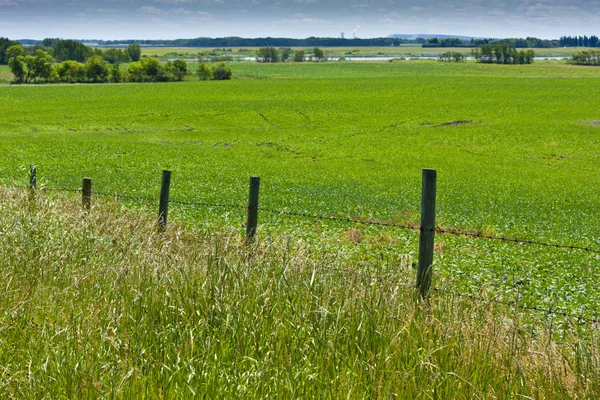 Fence Along Field — Stock Photo, Image