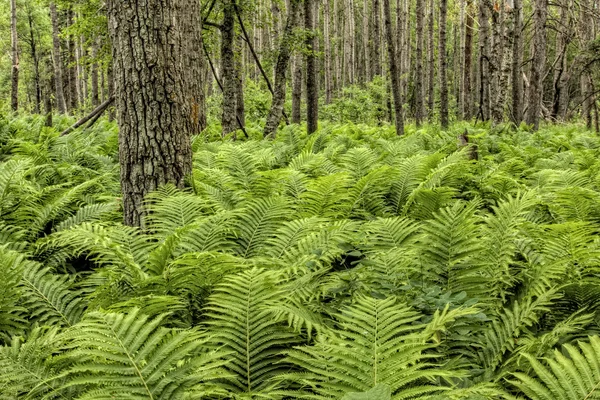 Přirozený les s kapradí rostliny — Stock fotografie