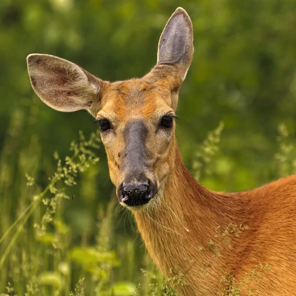 stock image White Tailed Deer