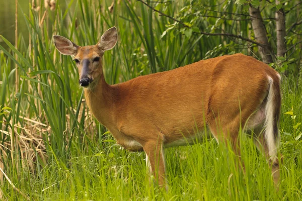 Stock image White Tailed Deer