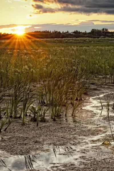 Sunset over Swamp — Stock Photo, Image