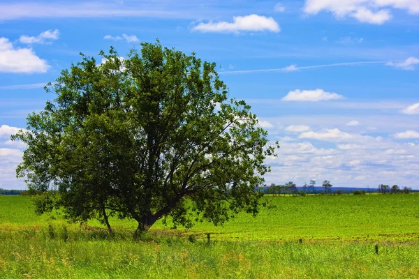 Lonely Tree — Stock Photo, Image