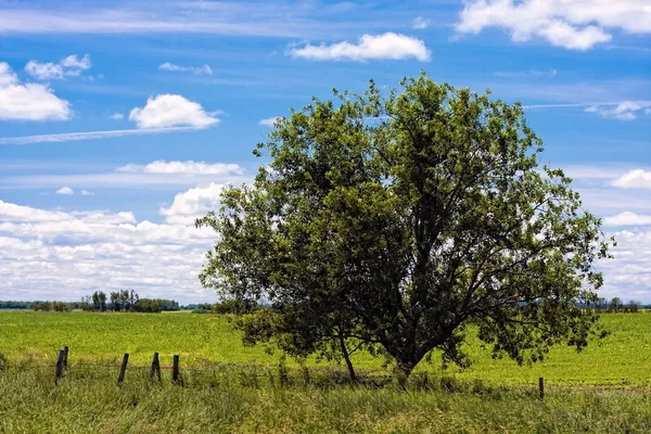 Stort träd ensam på fältet öppen grön — Stockfoto