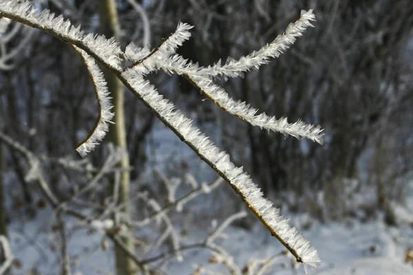 Frosty Branch — Stock Photo, Image