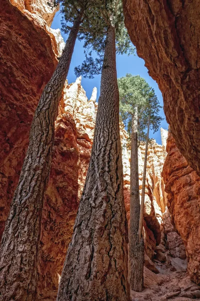 Bryce Canyon Nemzeti Park — Stock Fotó