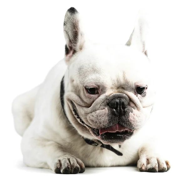 Jovem bulldog francês — Fotografia de Stock