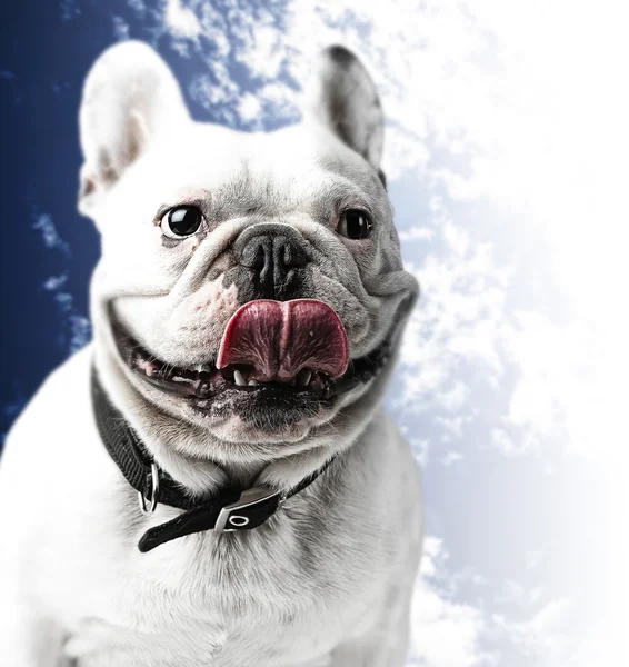 Bulldog mostrando a língua — Fotografia de Stock