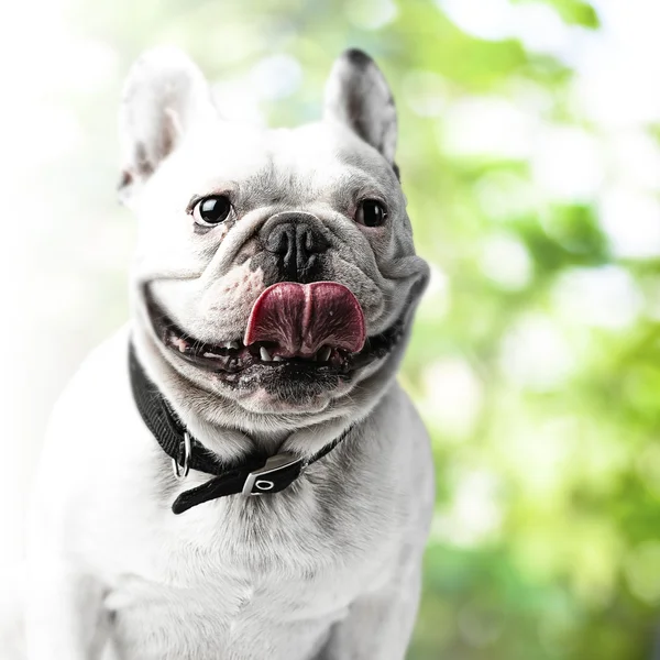 Bulldog no parque — Fotografia de Stock