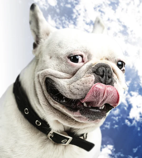 Französische Bulldogge — Stockfoto