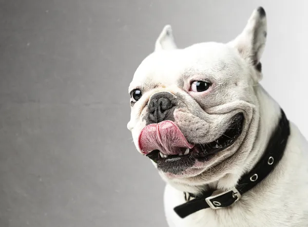 Jonge bulldog — Stockfoto