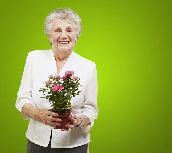 Senior woman holding a flower pot against a green background — Stock Photo, Image