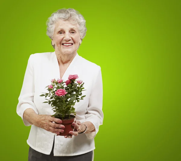 Stock image Senior woman holding a flower pot against a green background