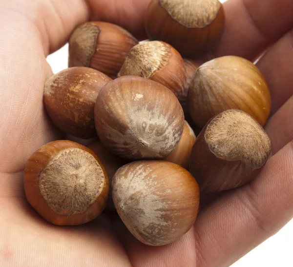 Hazelnuts — Stock Photo, Image