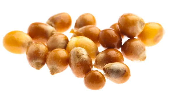 Pop corn seed — Stock Photo, Image