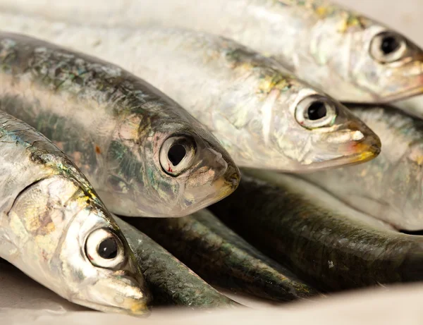 Pescado crudo — Foto de Stock