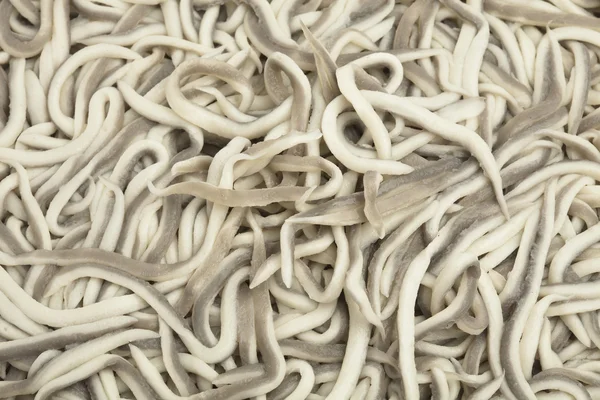 stock image Baby eels