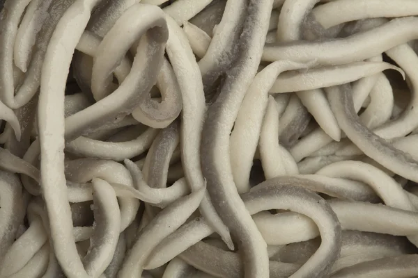 Baby eels — Stock Photo, Image