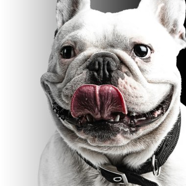 French bulldog clipart