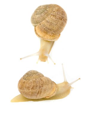 Snails clipart