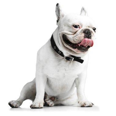 French bulldog clipart