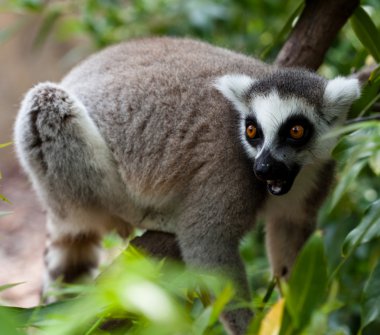 Lemur