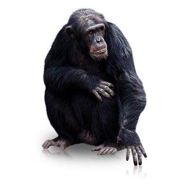 Gorilla isolated on white background clipart