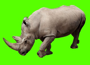 Rhinoceros clipart