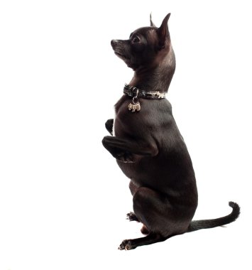 Black chihuahua clipart