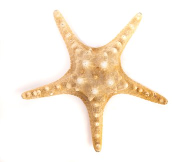 Sea star clipart