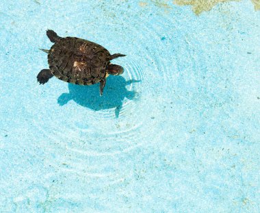 Turtle on water clipart