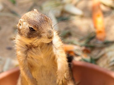 Richardson ground squirrel clipart