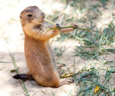 Richardsons ground squirrel clipart