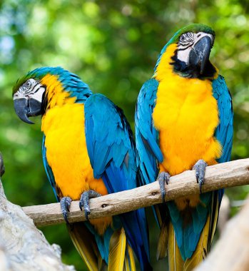 Macaws clipart
