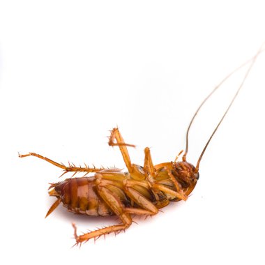 Ölüm hamamböceği