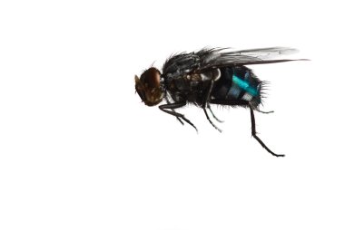Fly on white background clipart