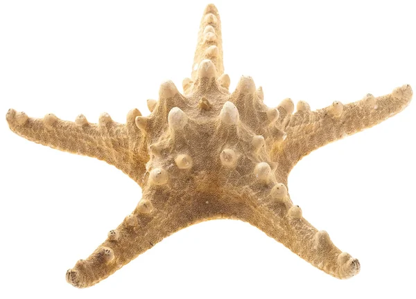 Star balık — Stok fotoğraf