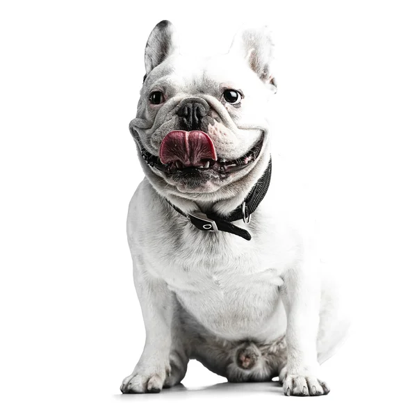 Young french bulldog — Stock Photo, Image