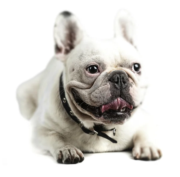 Junge französische Bulldogge — Stockfoto