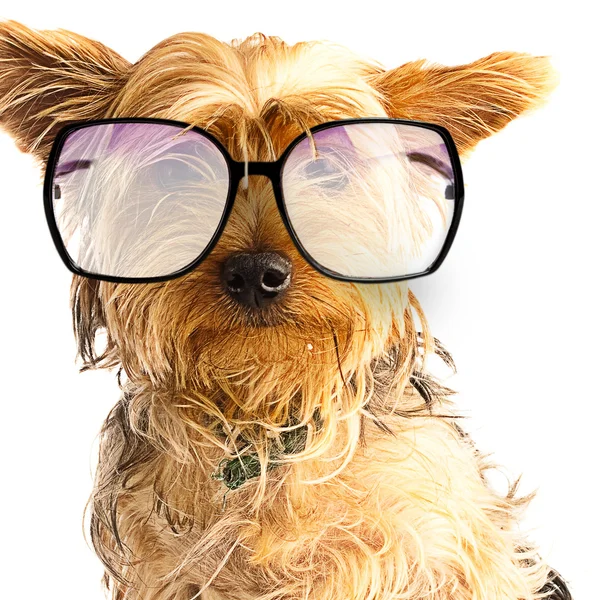 Yorkshire with glasses — Stock Photo, Image
