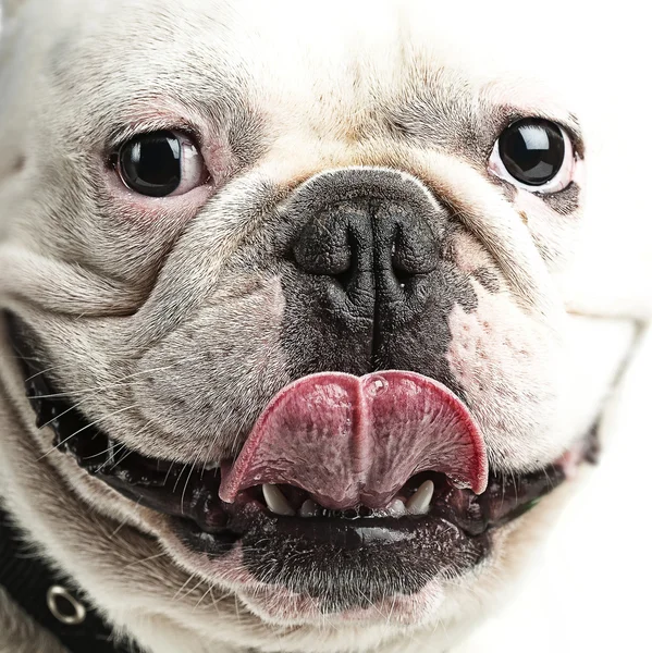 Franse bulldog — Stockfoto