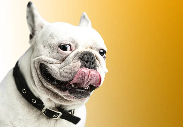 Franse bulldog — Stockfoto