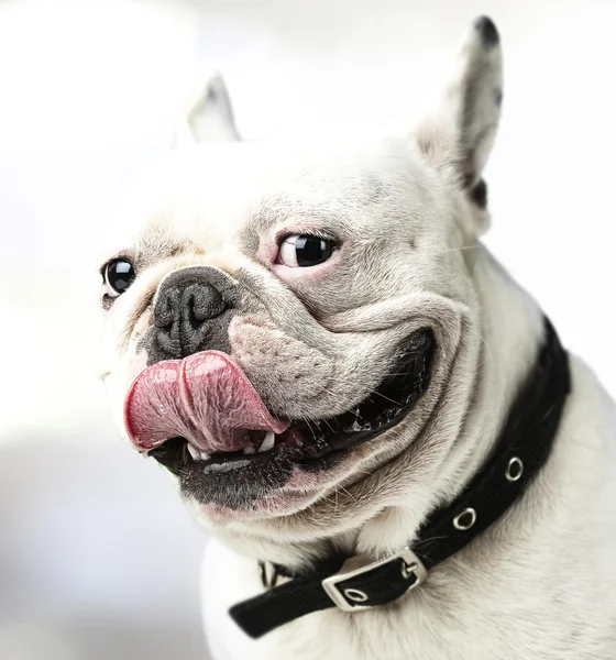 French bulldog — Stock Photo, Image